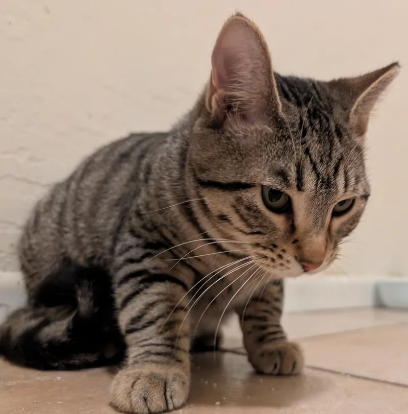 Tirzah & Ignacio thumbnail 6