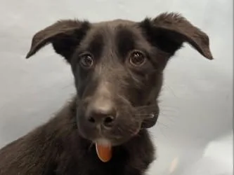 A baby large-sized female Australian Shepherd dog named Jelly Jam for adoption in Golden Valley, MN