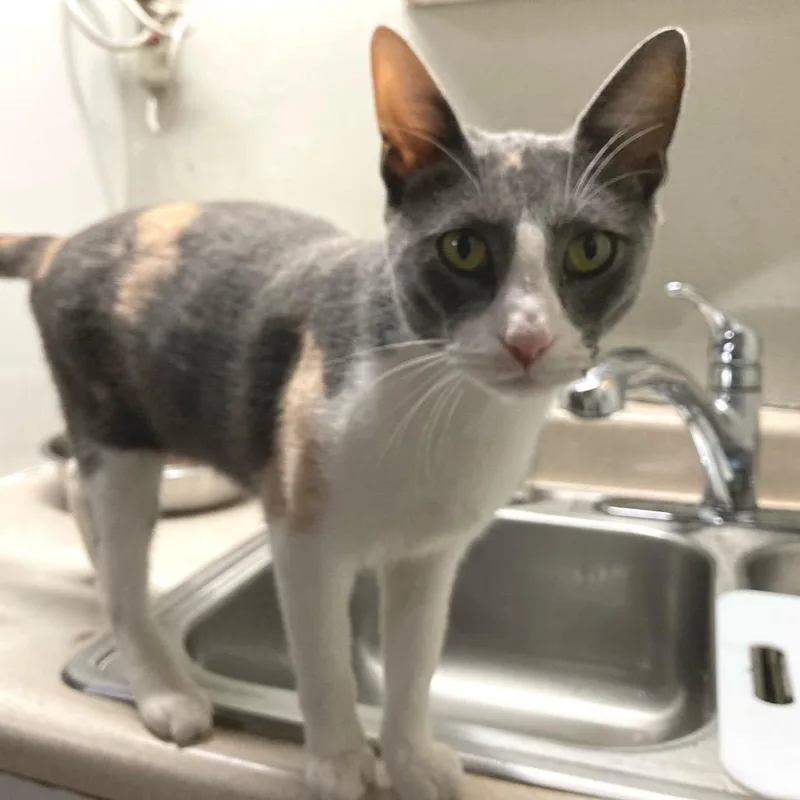 California thumbnail 2