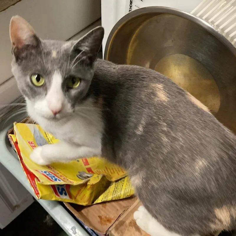 California thumbnail 3