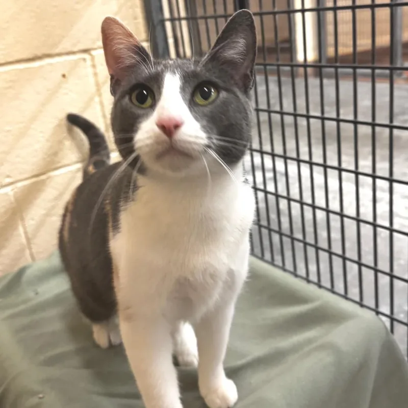 California thumbnail 5