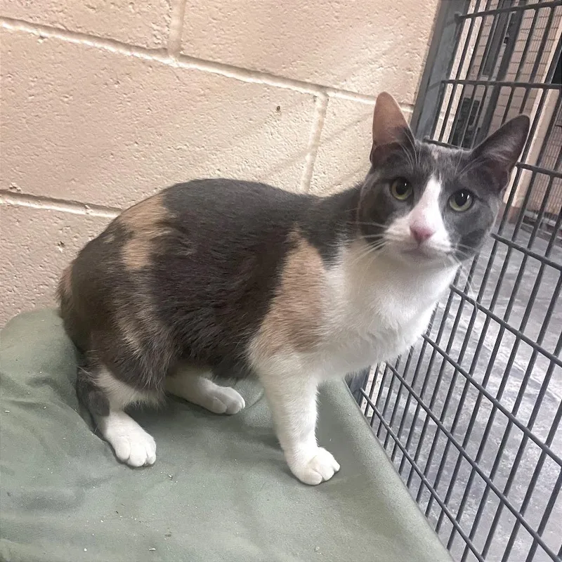 California thumbnail 6