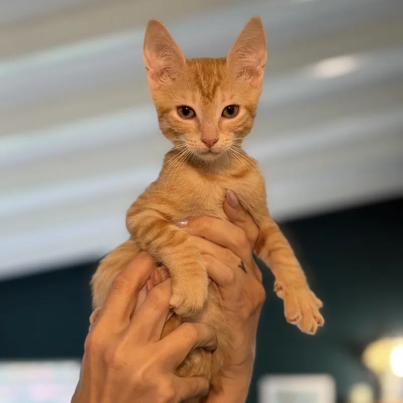 A young medium-sized male Orange / Red Domestic Short Hair cat named Dillon Francis for adoption in miami, FL