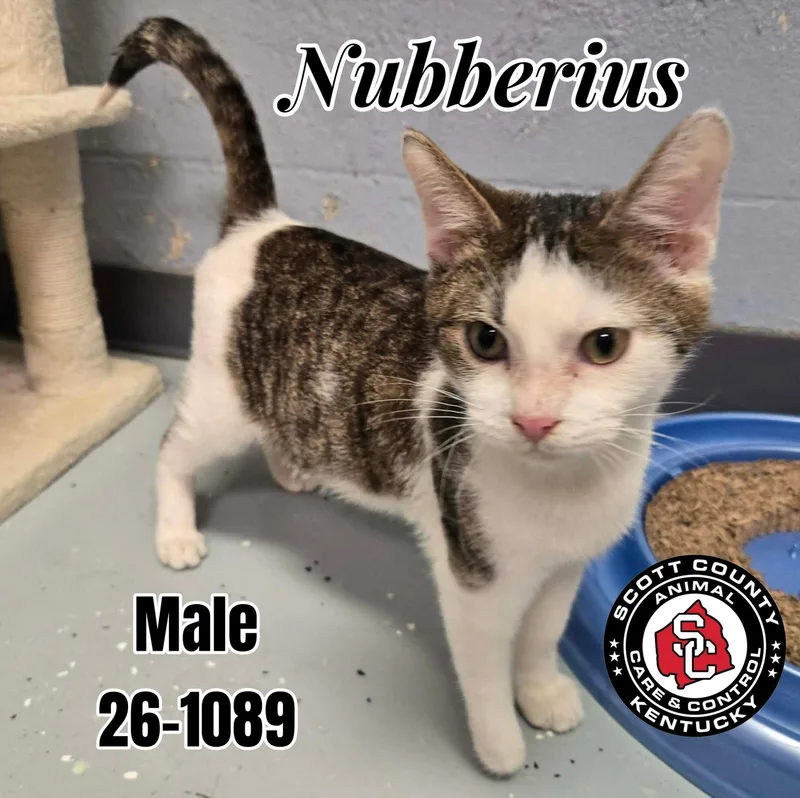 An adult small-sized male Domestic Short Hair cat named Nubberius for adoption in Georgetown, KY