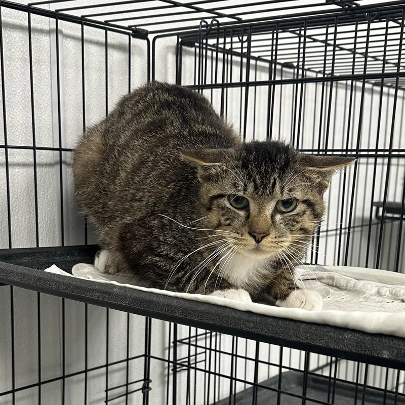 An adult medium-sized male Tabby (Brown / Chocolate) Domestic Short Hair cat named Raven for adoption in Youngstown, OH
