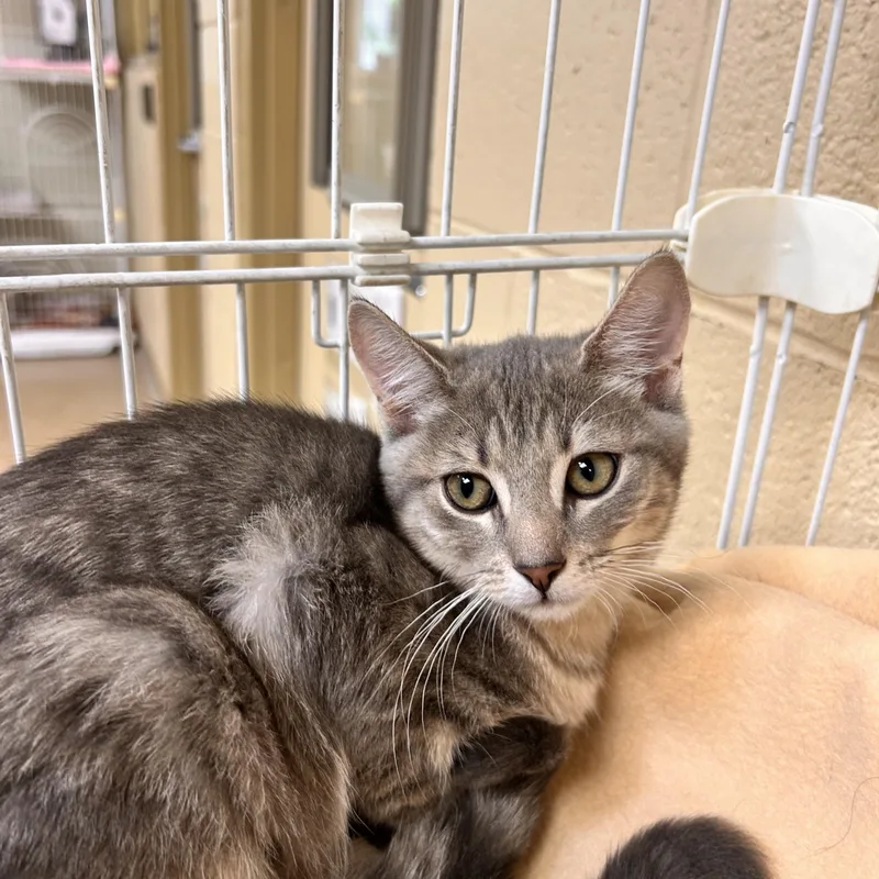 A baby small-sized female Tabby (Gray / Blue / Silver) Domestic Short Hair cat named Fluttershy for adoption in Myerstown, PA