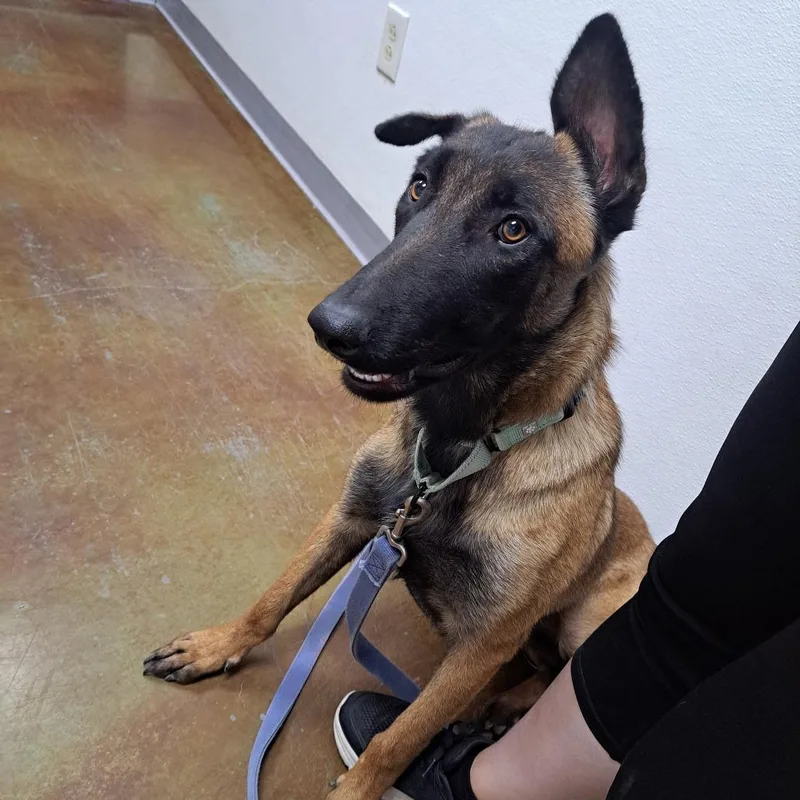 A young medium-sized female Brown / Chocolate Belgian Shepherd / Malinois dog named Hestia for adoption in Albuquerque, NM