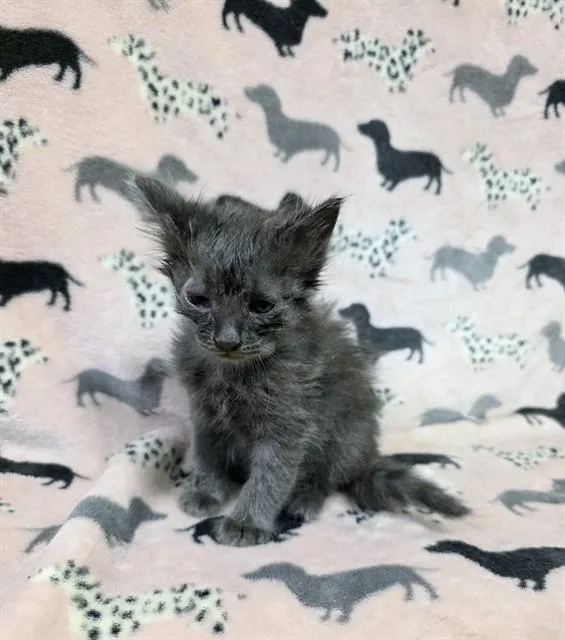 A baby small-sized male Domestic Short Hair cat named Rigby for adoption in Castaic, CA
