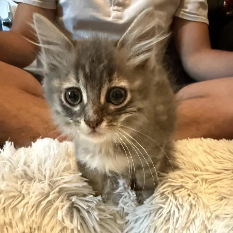 A baby small-sized male Gray / Blue / Silver Domestic Long Hair cat named Apollo for adoption in San Antonio, TX
