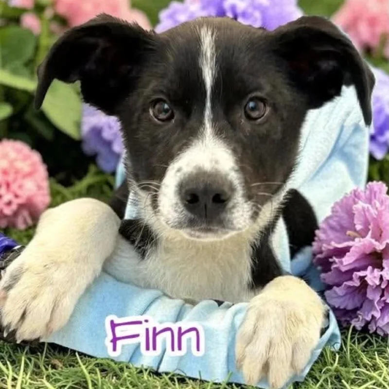 A baby medium-sized male Black Border Collie dog named Finn for adoption in Rockville, MD