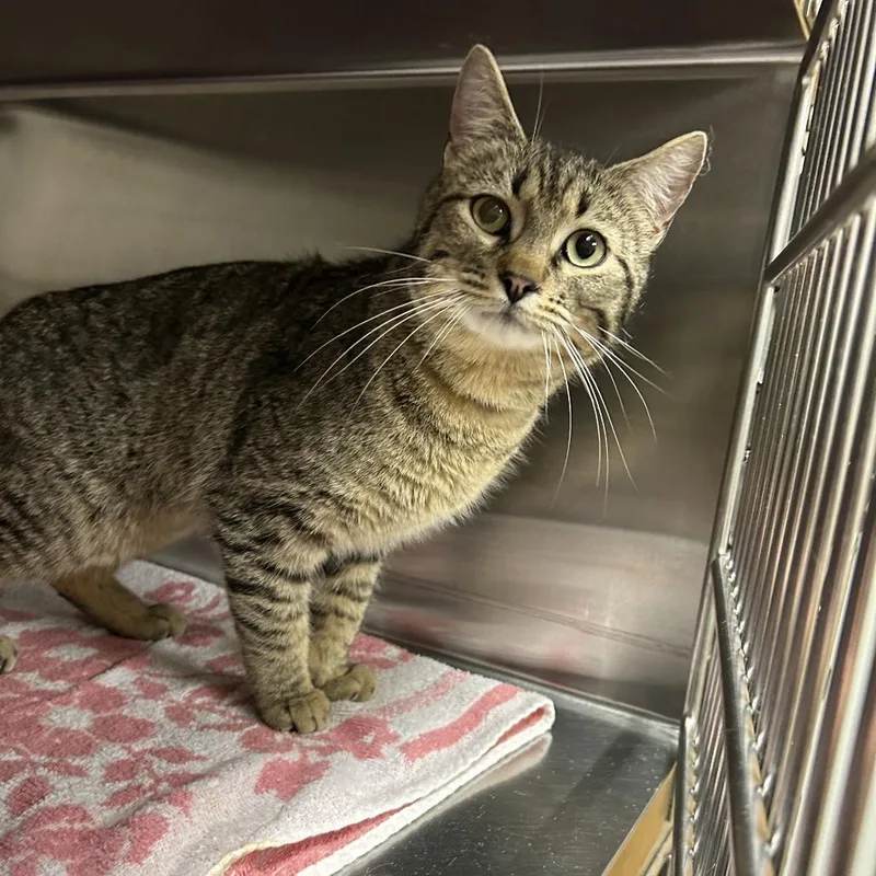 An adult medium-sized male Brown / Chocolate Domestic Short Hair cat named Simon for adoption in Ottawa, KS