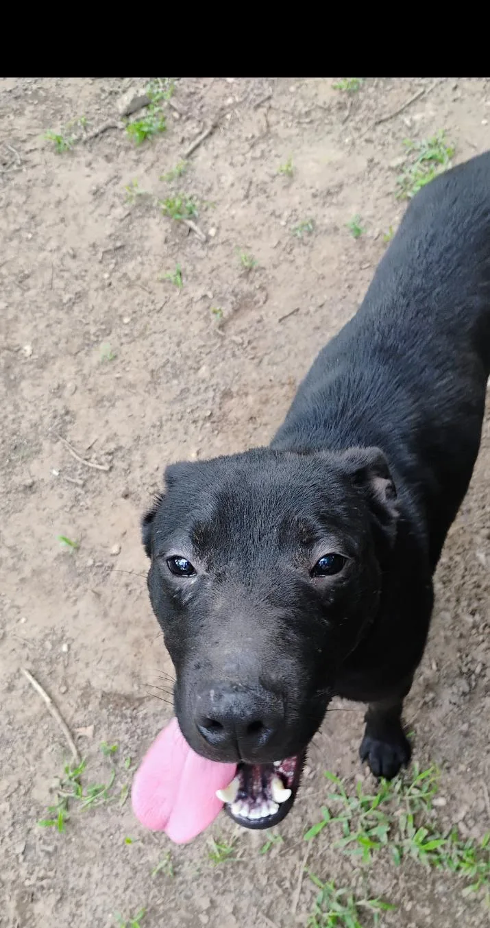 A young medium-sized male Black Pit Bull Terrier dog named Goose for adoption in Saint Jo, TX