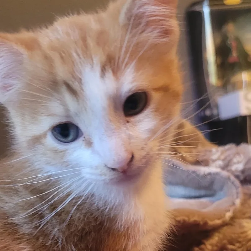 A baby small-sized male Orange / Red Domestic Long Hair cat named Red for adoption in Buffalo, MN