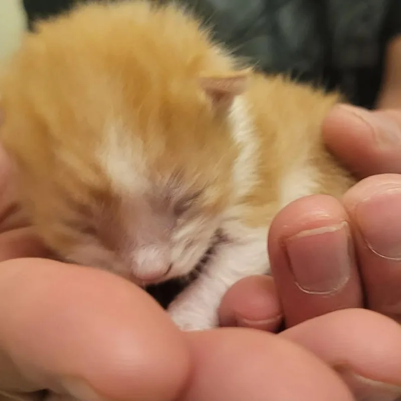 Red thumbnail 3