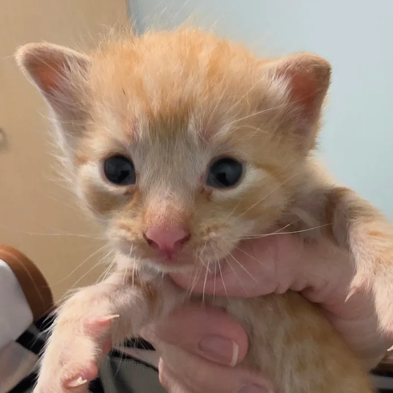 A baby small-sized male Orange / Red Domestic Short Hair cat named Cactus for adoption in Leander, TX