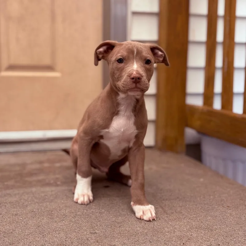 A baby medium-sized male Pit Bull Terrier dog named Scone for adoption in Fenton, MI