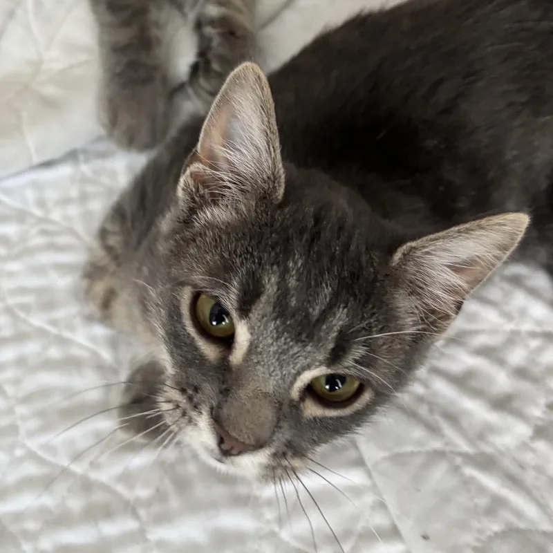 A young small-sized male Gray / Blue / Silver Domestic Short Hair cat named Jules Worley for adoption in Columbia, MO