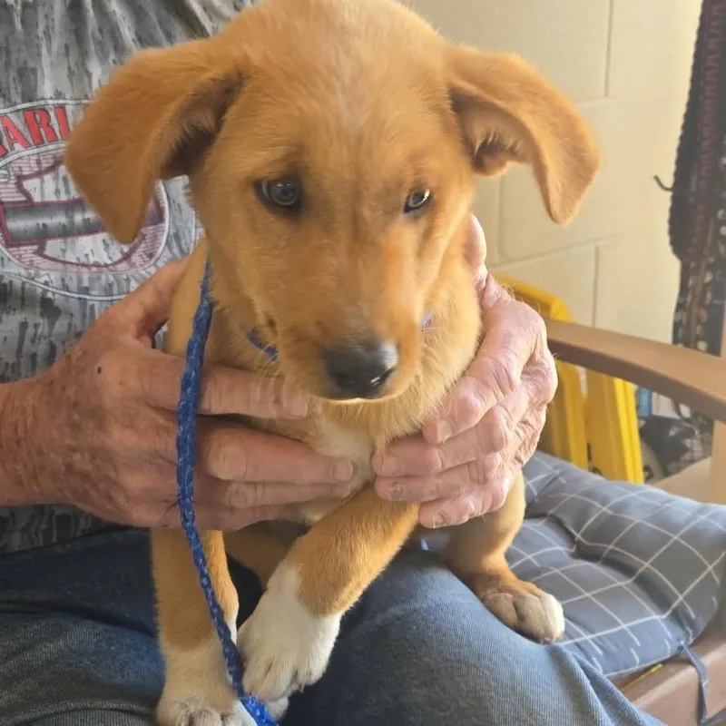 A baby small-sized male Yellow / Tan / Blond / Fawn Mixed Breed dog named Toasted Marshmallow for adoption in Rocky Mount, VA