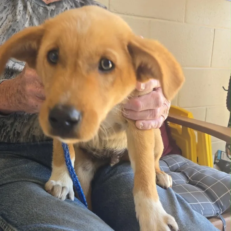 Toasted Marshmallow thumbnail 2