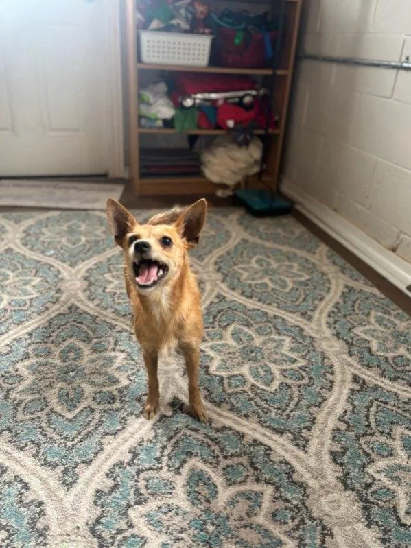 A young small-sized female Brown / Chocolate Terrier dog named Chloe for adoption in San Leon, TX