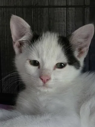 A baby small-sized male Domestic Medium Hair cat named Archie for adoption in Verona, WI