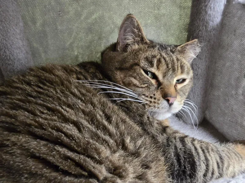 An adult medium-sized female Domestic Short Hair cat named Clara for adoption in Auburn, IN