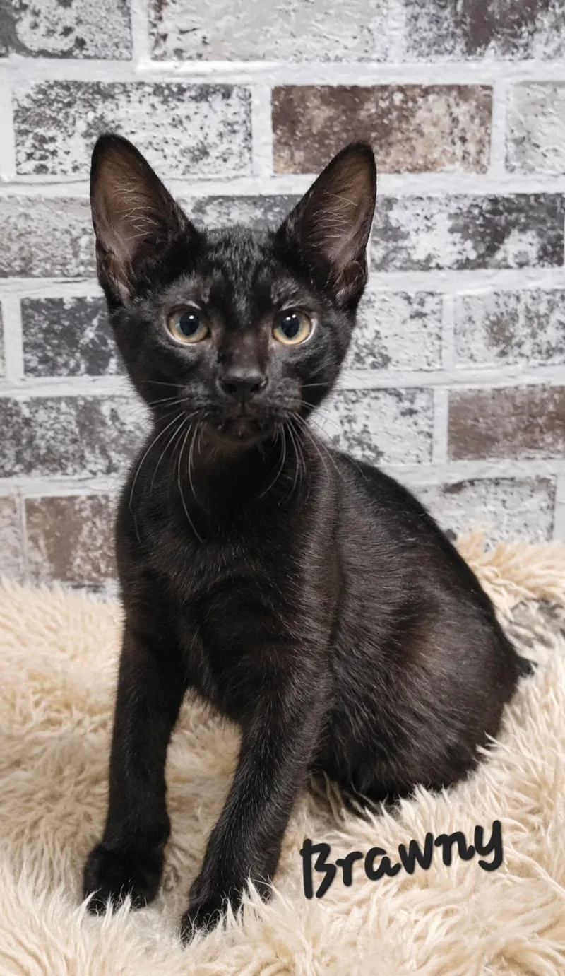 A baby medium-sized male Black Domestic Short Hair cat named Brawny for adoption in Queen Creek, AZ