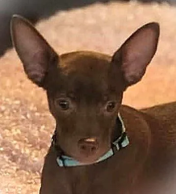 A young small-sized female Brown / Chocolate Chihuahua dog named Phoebe for adoption in Boerne, TX