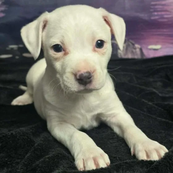 Jefferson thumbnail 2