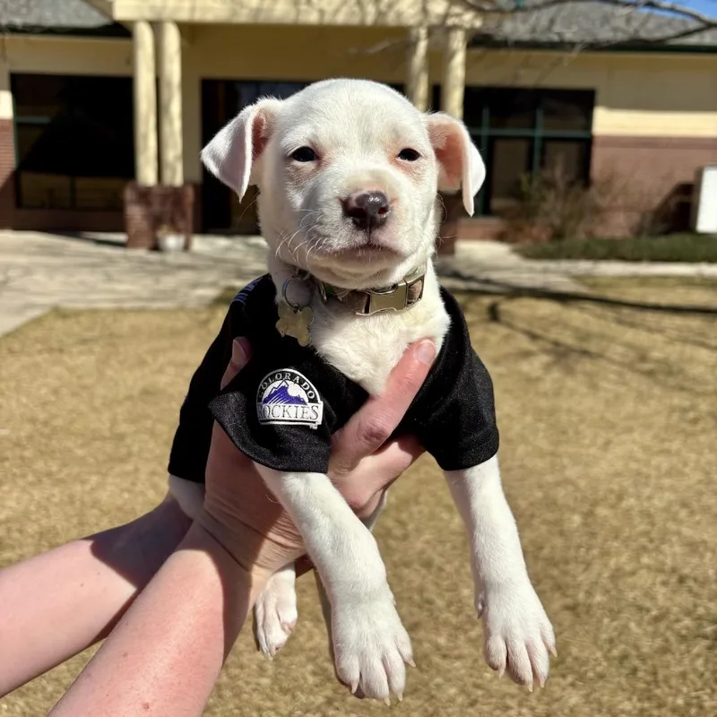 Jefferson thumbnail 3