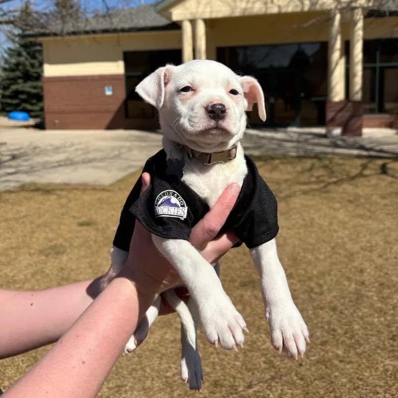 Jefferson thumbnail 4