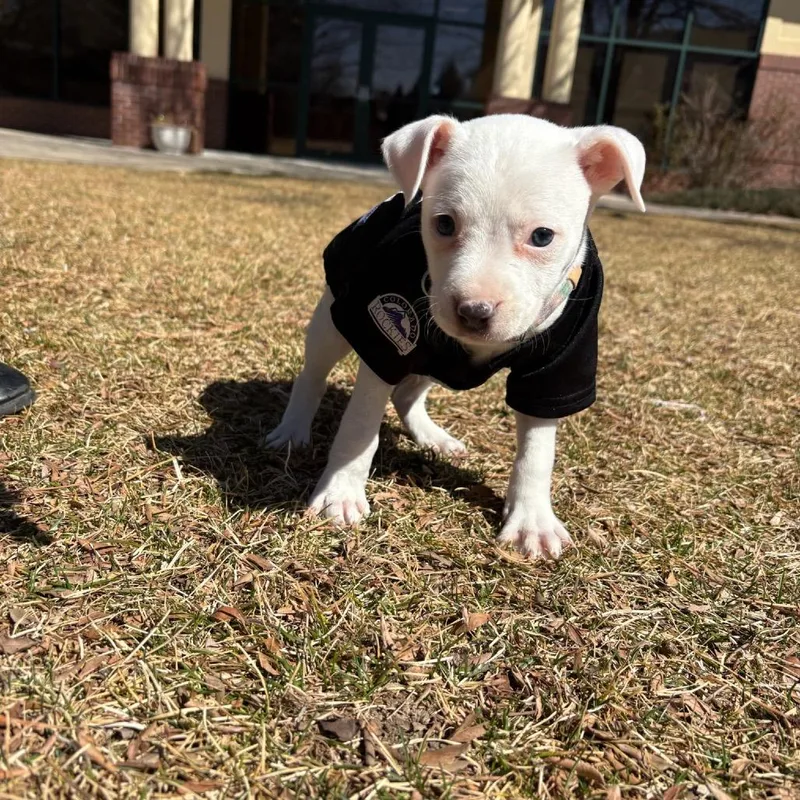 Jefferson thumbnail 5