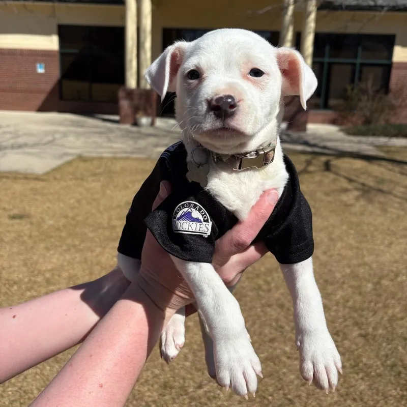 Jefferson thumbnail 6