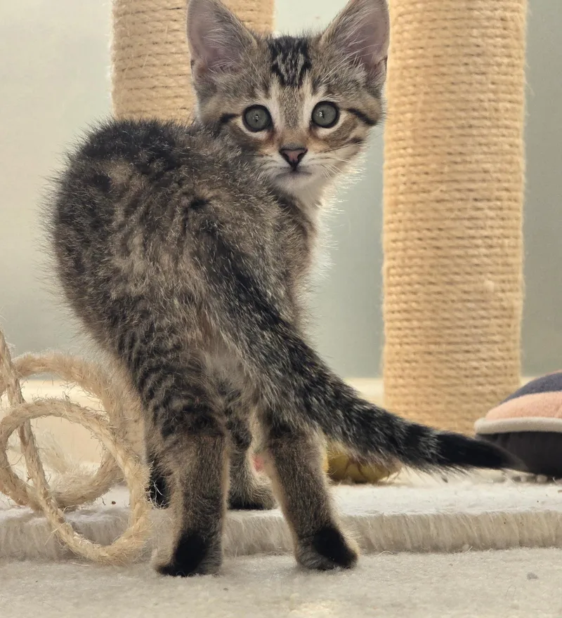 A baby medium-sized male Tabby (Buff / Tan / Fawn) Tabby cat named Jasper for adoption in Taylor, MI