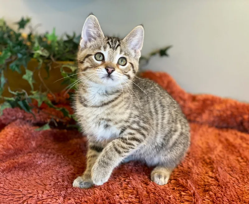 Jasper thumbnail 3