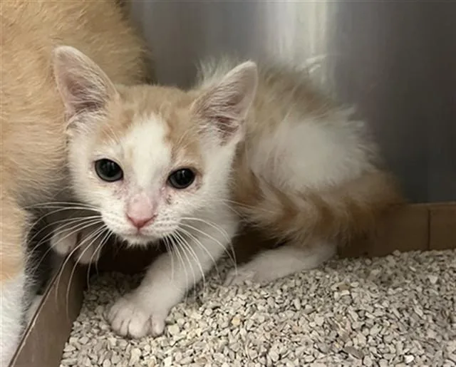 A baby small-sized male Domestic Short Hair cat named Rolo for adoption in Rancho Cucamonga, CA