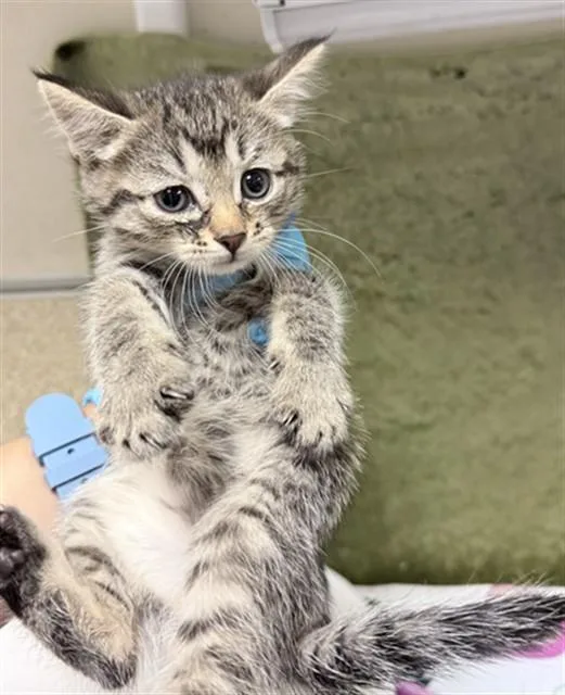 A baby small-sized male Domestic Short Hair cat named Simon for adoption in Riverside, CA