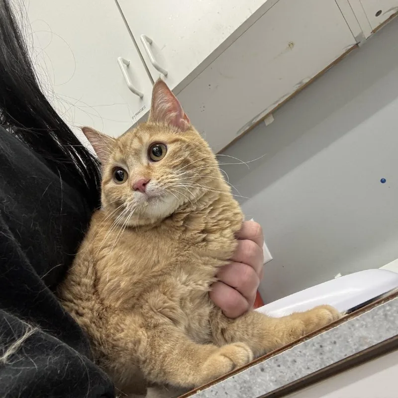 An adult medium-sized female Orange / Red Domestic Short Hair cat named Daisy for adoption in Spokane, WA