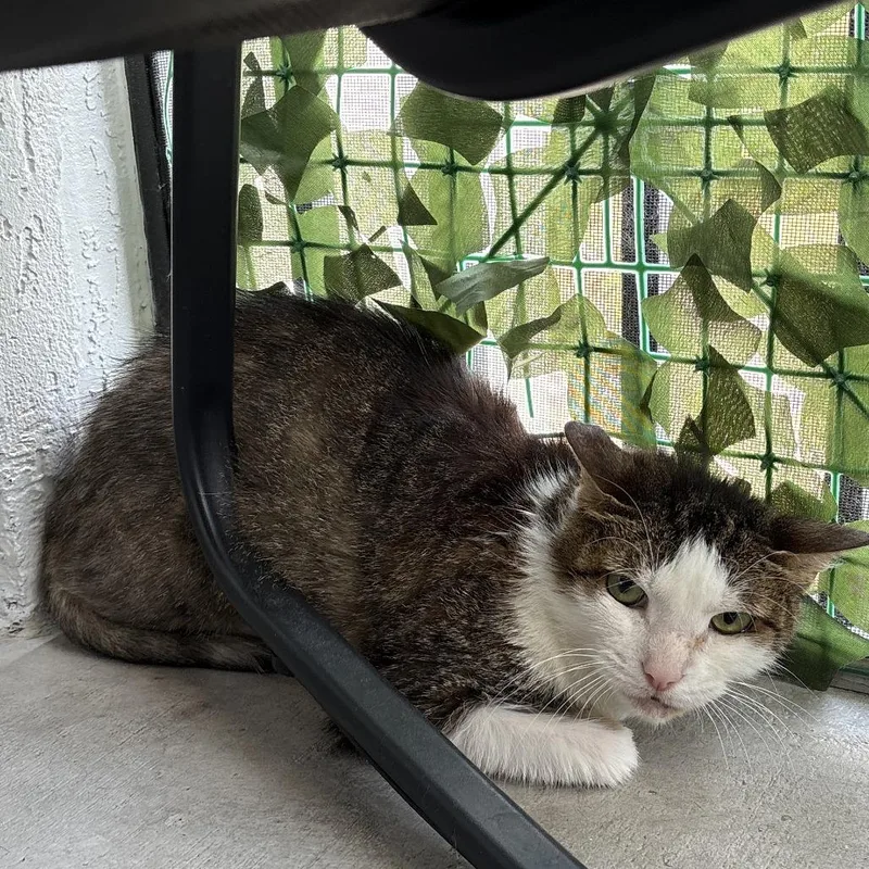 A senior medium-sized female White Domestic Short Hair cat named Jinx for adoption in West Palm Beach, FL