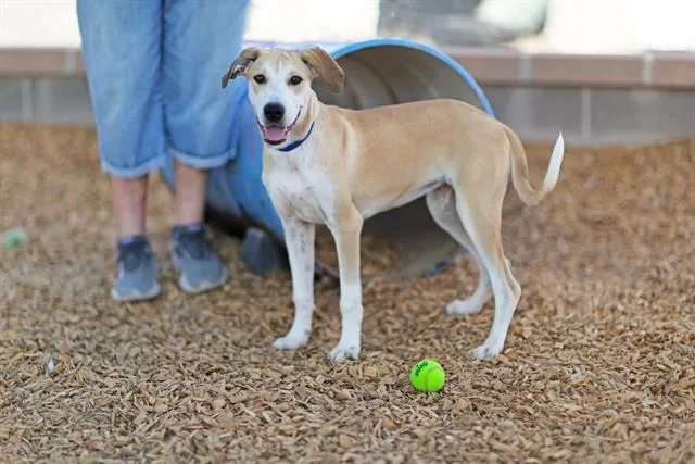 A young medium-sized female Labrador Retriever dog named Neela for adoption in Albuquerque, NM