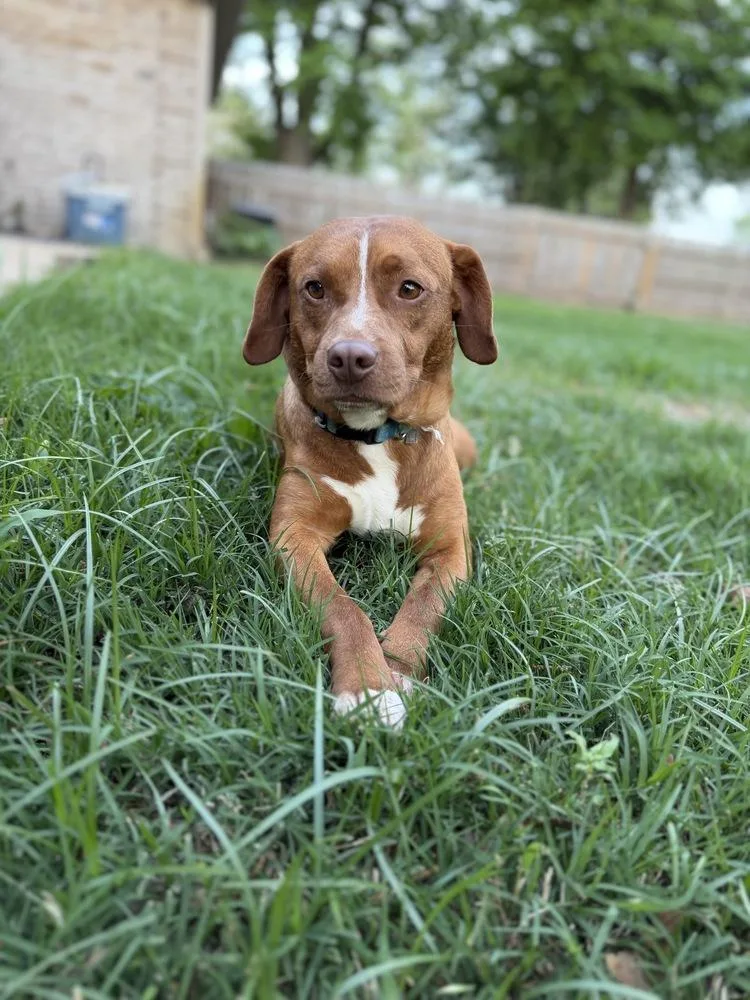 An adult medium-sized male Tricolor (Brown, Black, & White) Terrier dog named Bo for adoption in Boston, MA