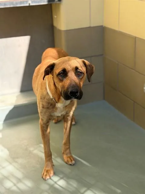 An adult large-sized female Pit Bull Terrier dog named Atta for adoption in Riverside, CA
