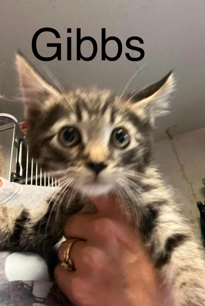 Gibbs