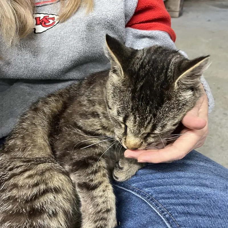 A young large-sized male Buff / Tan / Fawn Domestic Medium Hair cat named Bernie for adoption in Overland Park, KS