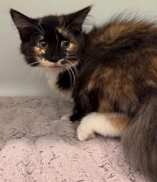 A baby small-sized female Domestic Long Hair cat named Penelope for adoption in Peoria, IL