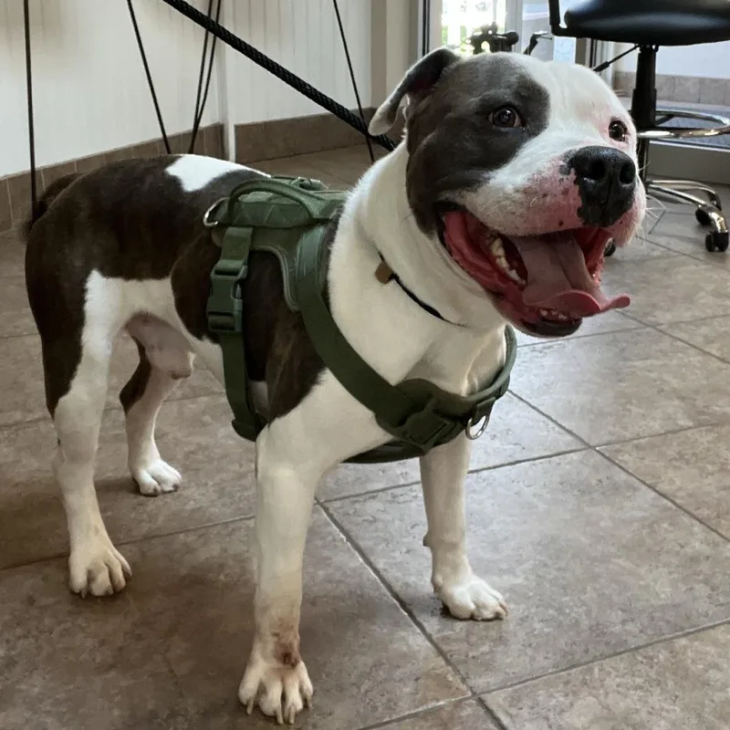 An adult large-sized male White / Cream Pit Bull Terrier dog named MONTStray for adoption in Perkiomenville, PA