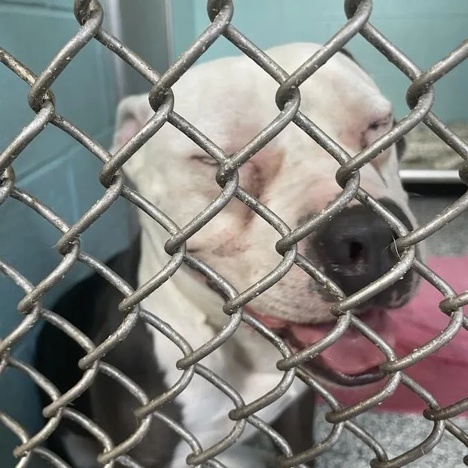 An adult medium-sized male Gray / Blue / Silver Mixed Breed dog named Blue for adoption in Port Charlotte, FL