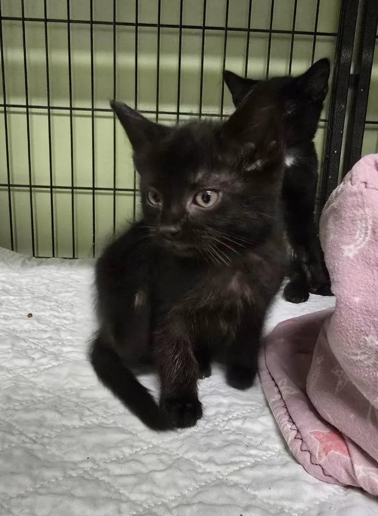A baby small-sized female Domestic Short Hair cat named Dr. Bonnie Barstow for adoption in Auburn, IN
