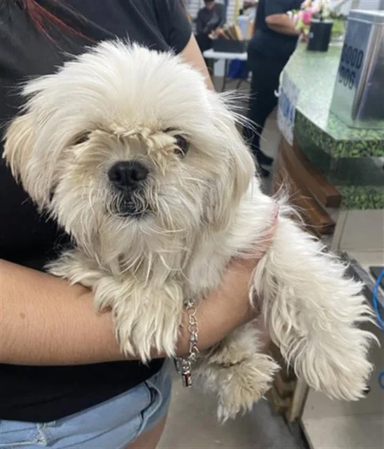 An adult medium-sized female Mixed Breed dog named Sofie for adoption in Dallas, TX