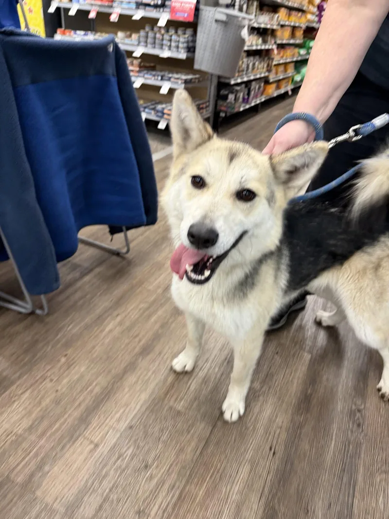A young medium-sized female Siberian Husky dog named Essa for adoption in Cedar Crest, NM